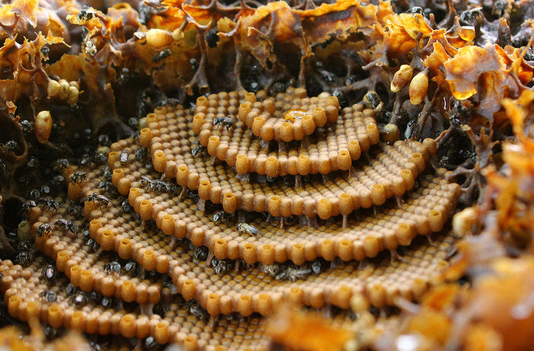 Bee Hives, How Bees Build Their Homes