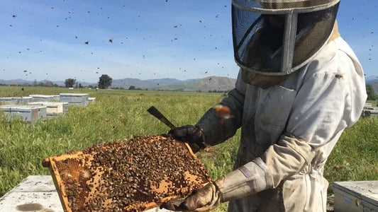 Techniques for Sustainable Beekeeping