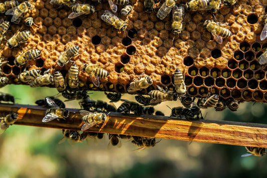 Social Structures Within Bee Colonies