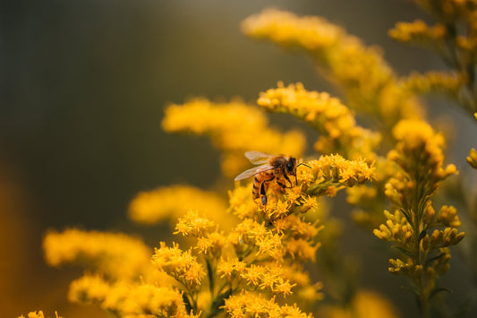 Unique Flavours of Yarra Valley Honey