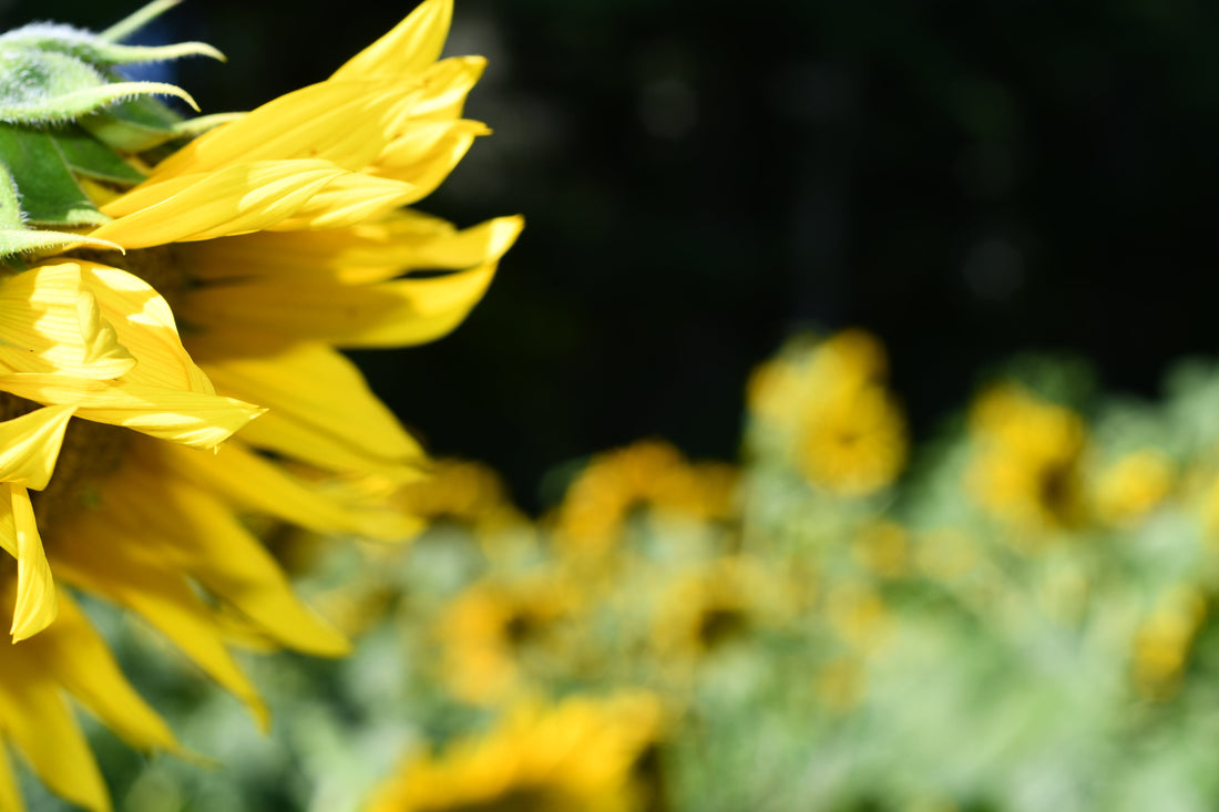 Weeds as a Superfood for Bees